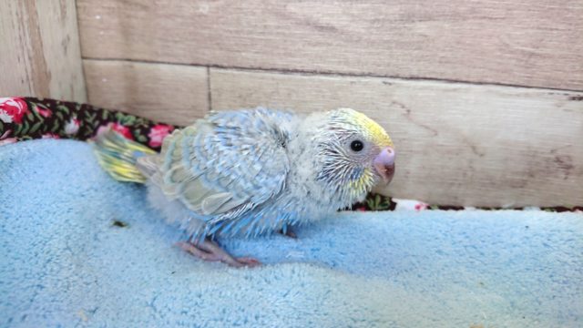 人気あり！　セキセイインコ　パステルレインボー　１２月２日