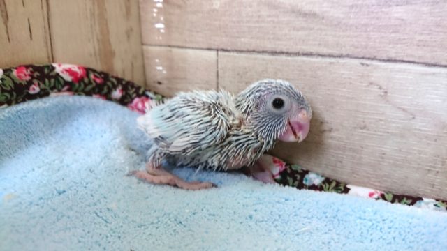 落ち着きあるホワイトっ　マメルリハインコ　アメリカンホワイト♀　１２月