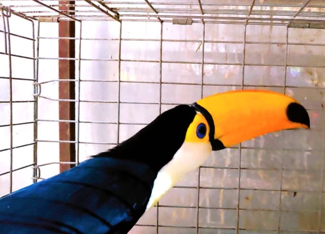 オニオオハシとシロムネオオハシ　お取り寄せできます！！