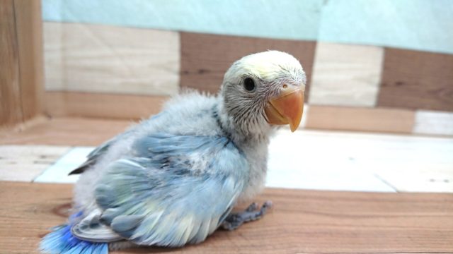 ｷﾚｲ。。本当にキレイです！コザクラインコ(ブルーチェリーパイド)
