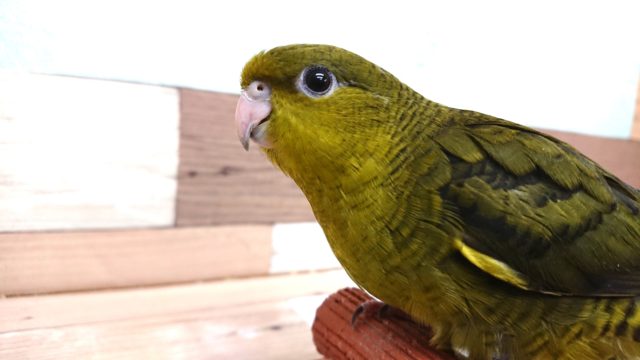 順調に育ち馴れてきました♪♪サザナミインコ オリーブ～