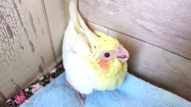 スマイルがｽﾃｷです　オカメインコ（ルチノー）１２月１０日