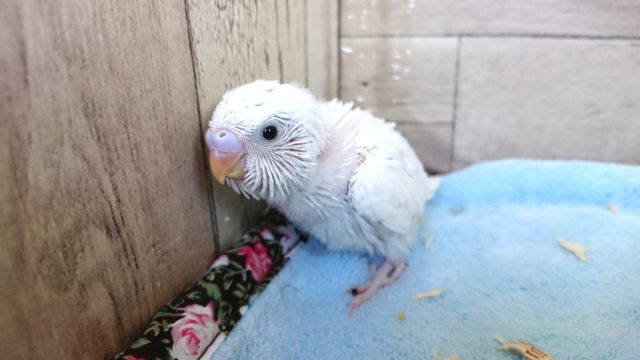 ふんわりカラー　セキセイインコ　クリーム　１２月１０日