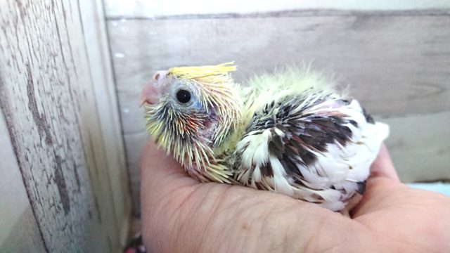 むちむちのオカメインコ　パイド　１２月１０日