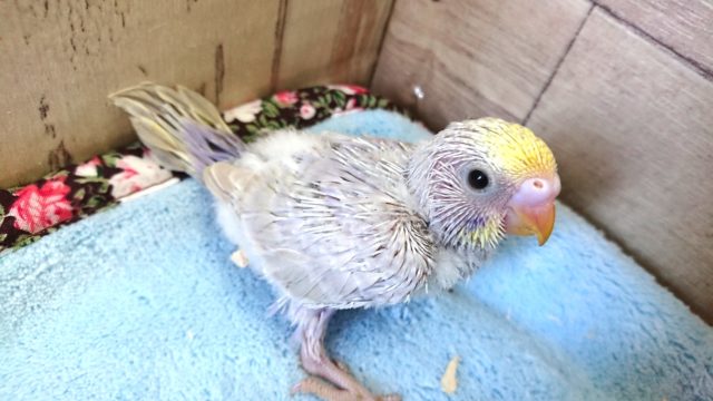 ちょいとレアな　セキセイインコ　ライラック　１２月１０日　