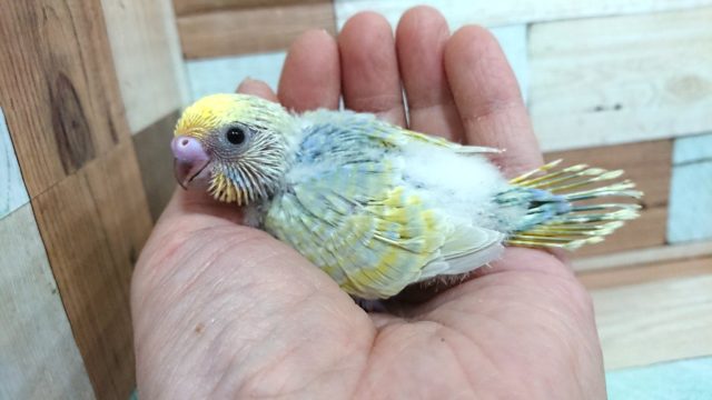 爽やかが本当に似合う！セキセイインコ（レインボー）