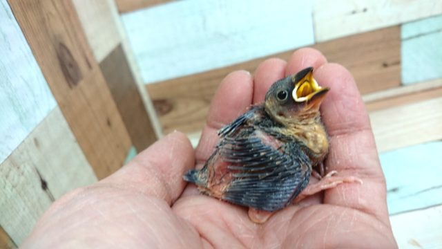 色の変化が楽しみです☆　桜文鳥のヒナでｺﾞｻﾞｲﾏｽ！！