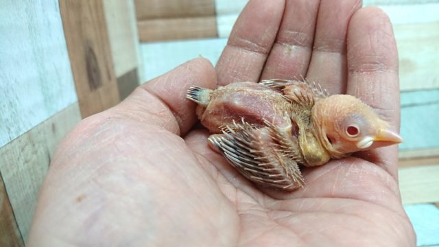 成長が楽しみです♪　シナモン文鳥
