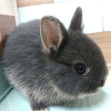 手のりドワーフラビット、いかがです？？