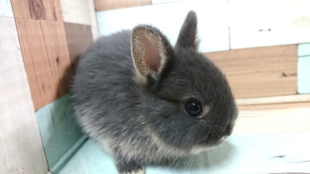 手のりドワーフラビット、いかがです？？