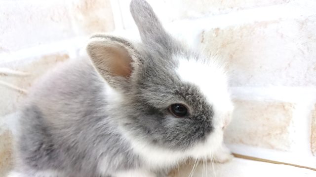 ゆるふわっ　ライオンラビットきました！～～