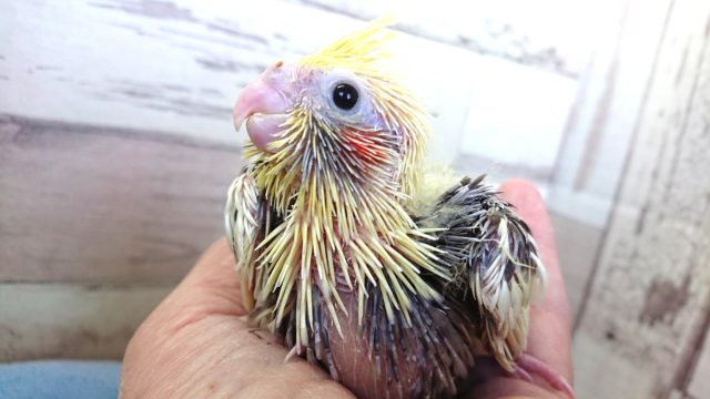 なぜか得意げです。オカメインコ パイド ２０２０　１２月１７日