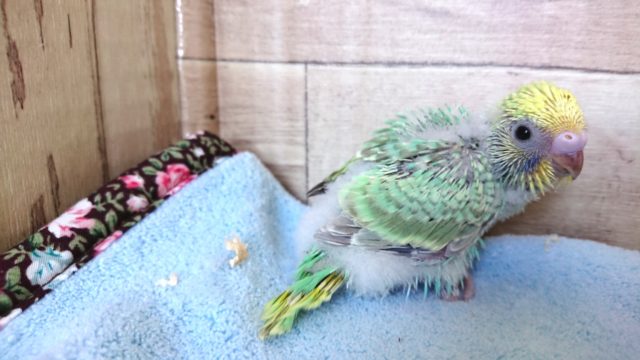 表情がわかりやすいかも！セキセイインコ パステルレインボー２０２０１２月１７日