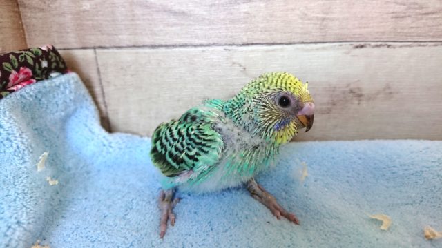 エメラルドグリーンがｽﾃｷっ　セキセイインコ　～～