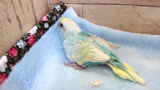 存在を消したつもりでいる。　セキセイインコ　パステルレインボー～～