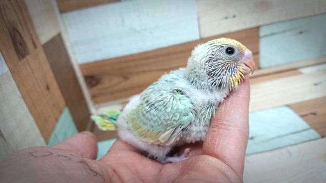 自由奔放～セキセイインコ　パステルレインボー