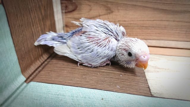 キレイで人気カラー　セキセイインコ　ライラック～～