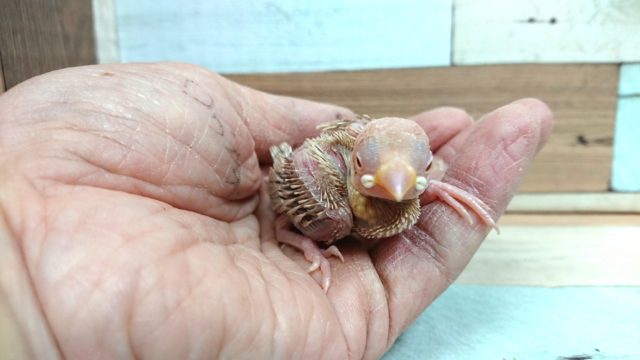人気の文鳥！お早めに～　シナモン文鳥～～
