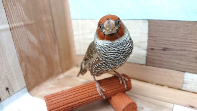 最新動画あり！ちょっと地味めですが。。ややマイナーですが非常に良い鳥です☆手のりオオイッコウチョウ～～