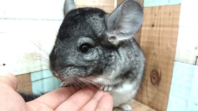 小さな手が、なんとも癒しです！チンチラ ノーマルーー