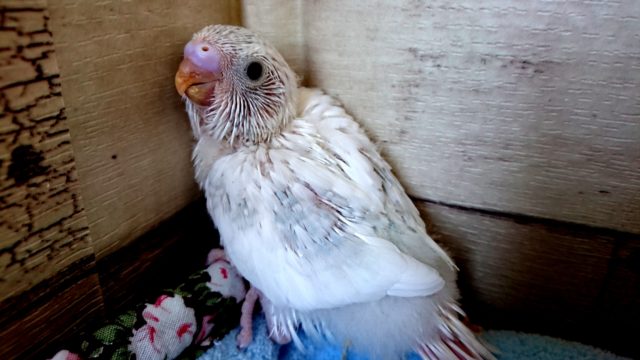 なかなか特殊なカラーです　セキセイインコ　スパングルパイド　２０２０　１２月２５日