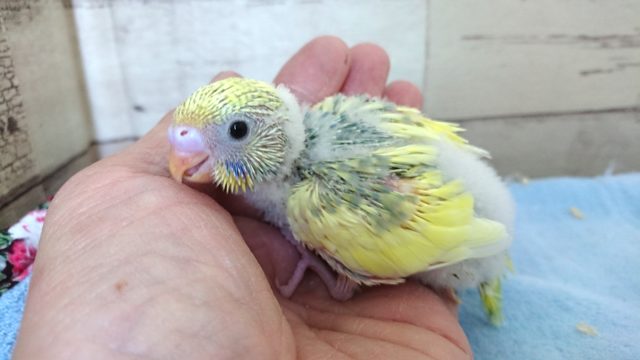 ふんわり系～セキセイインコ　スパングルパイド　２０２０　１２月２５日