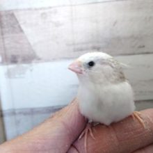 小さくも良く馴れますよ～キンカチョウ　２０２０　１２月２５日