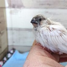 珍しですね～キンカチョウ　シルバー系　２０２０　１２月２５日