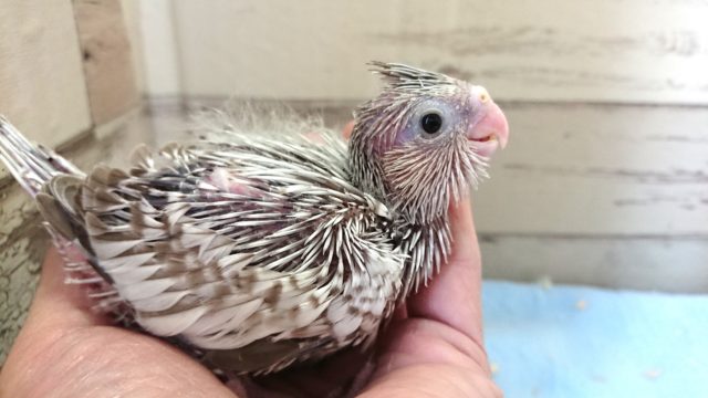 どんな成長をみせてくれるかな？？オカメインコ　ＷＦ　シナモンパール