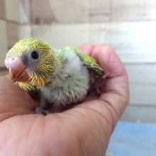 あざやか～はなやか～～セキセイインコ　スパングル