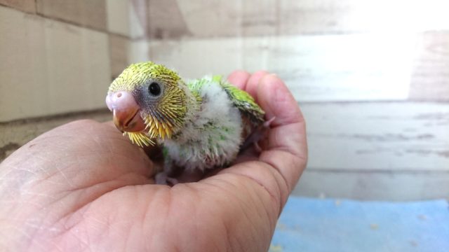 あざやか～はなやか～～セキセイインコ　スパングル