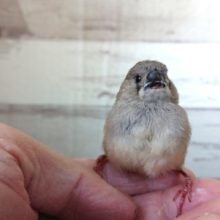 意外と珍しいのです！！　キンンカチョウ（ヒナ）～～