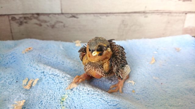 春にはキレイな色に変化します☆桜文鳥～～