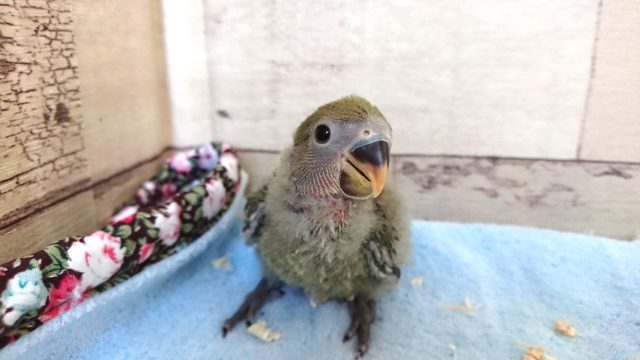 可愛い綿毛も今だけ。。コザクラインコ　ノーマルになりますっ！