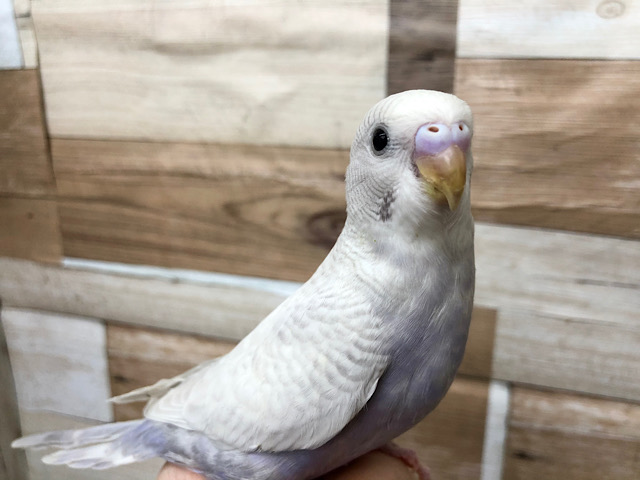 おっと〜り穏やか♪セキセイインコ(ライラック)