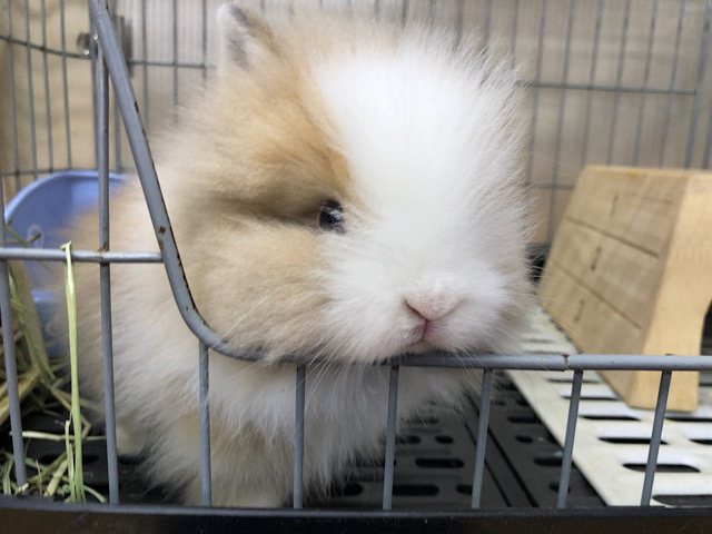 超ホヤホヤ最新画像★目はどちらですか？？モッフモフなライオンラビット♪