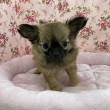 懐っこすぎ?! ロングコートチワワの女のコ 2020.12/16撮影