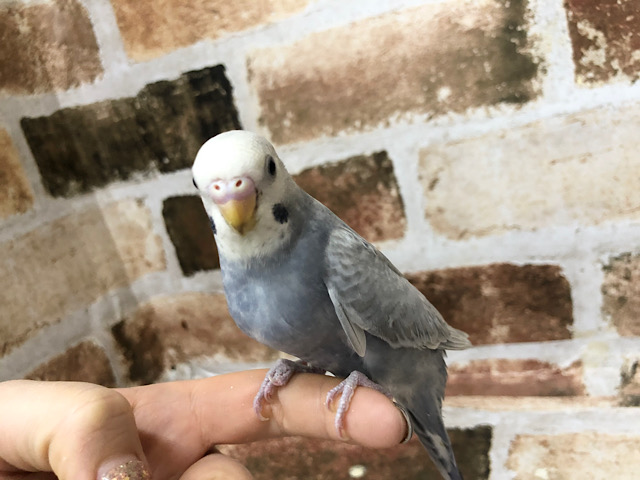 超ホヤホヤ最新画像☆変化がたのしみですよ～♪セキセイインコ(ライラック)