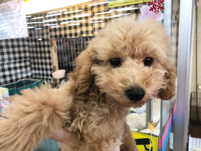 砂糖より甘い！？甘えん坊のトイプードルくん(アプリコット)