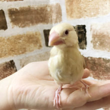 大人気のシナモン文鳥ヒナ♪