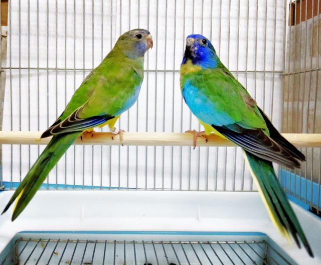 宝石のような煌めき　キキョウインコ　ペア