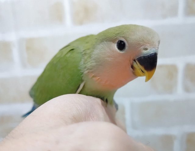 やっぱりノーマルでしょ! 小桜インコ☆ノーマルカラー 2021年01月05日撮影 やっぱりノーマルでしょ! 小桜インコ☆ノーマルカラー 2021年01月05日撮影