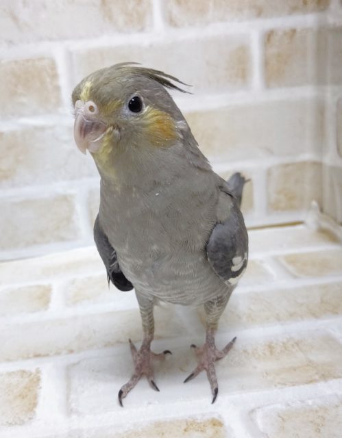 やっぱりノーマルっしょ(笑)　オカメインコ☆ノーマル 2021年01月05日撮影