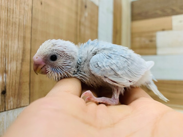 また入舎！！セキセイインコ(ホワイトウィング)