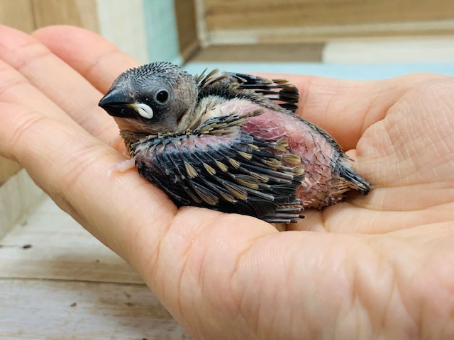 ヒナヒナの桜文鳥さん入舎しました♪