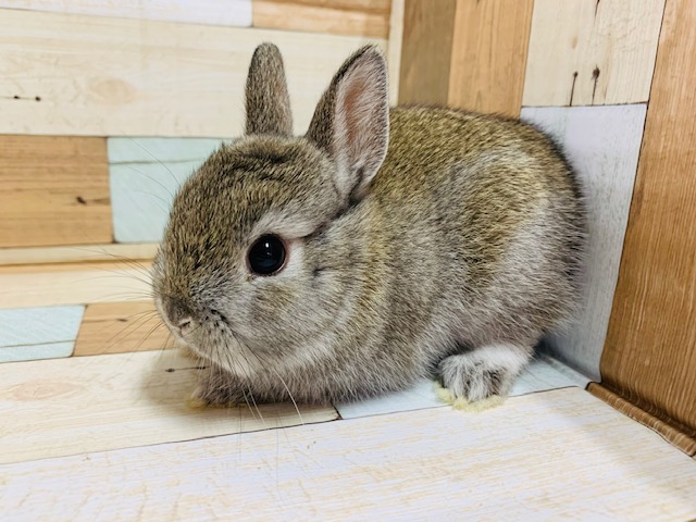 不思議カラー？？ネザーランドドワーフくん！！