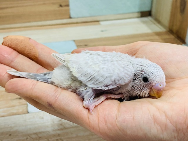 大人気!!セキセイインコのライラック入舎♪