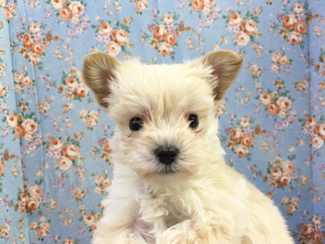 マルチーズ×トイプードル（フォーン）男の子　入舎！！