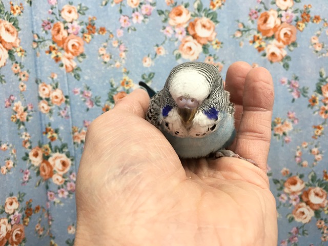 ジャンボセキセイインコ　２０２０年１１月生まれ