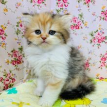 犬舎デビュー!!真顔がツボ!スコティッシュフォールドちゃん♪